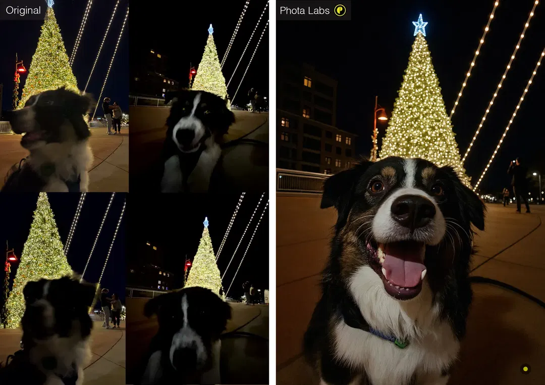 Dog Christmas photo