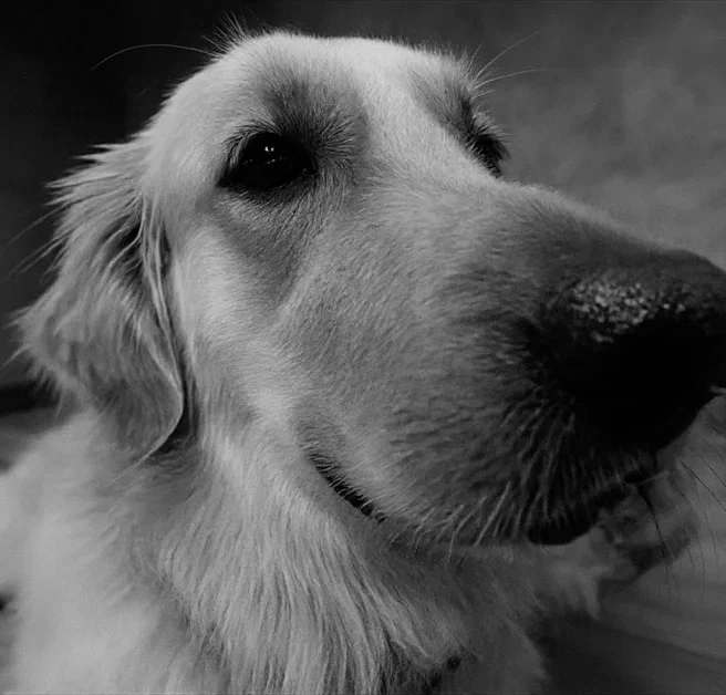 Black and white dog photo